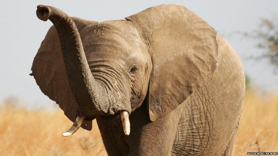Elephants have 'best sense of smell' - BBC Newsround
