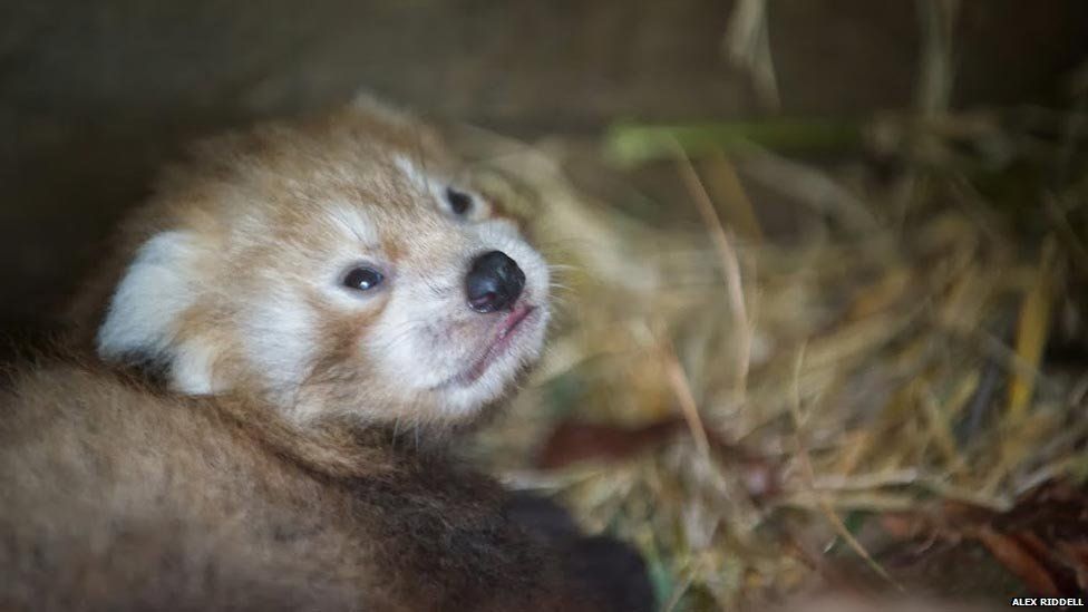 Twin peeks: First images of RZSS park's red panda cubs - BBC News