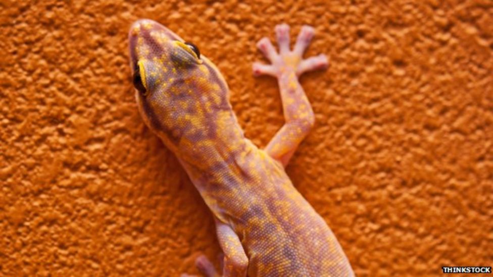 Russia Loses Control Of Gecko Sex Experiment Satellite Bbc News 7179