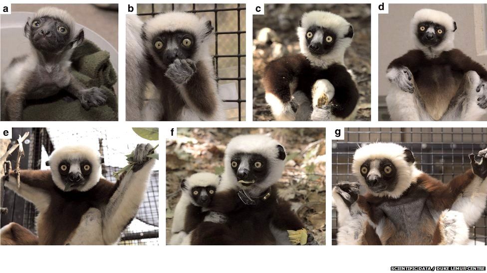 Life stages of a type of lemur called a sifaka
