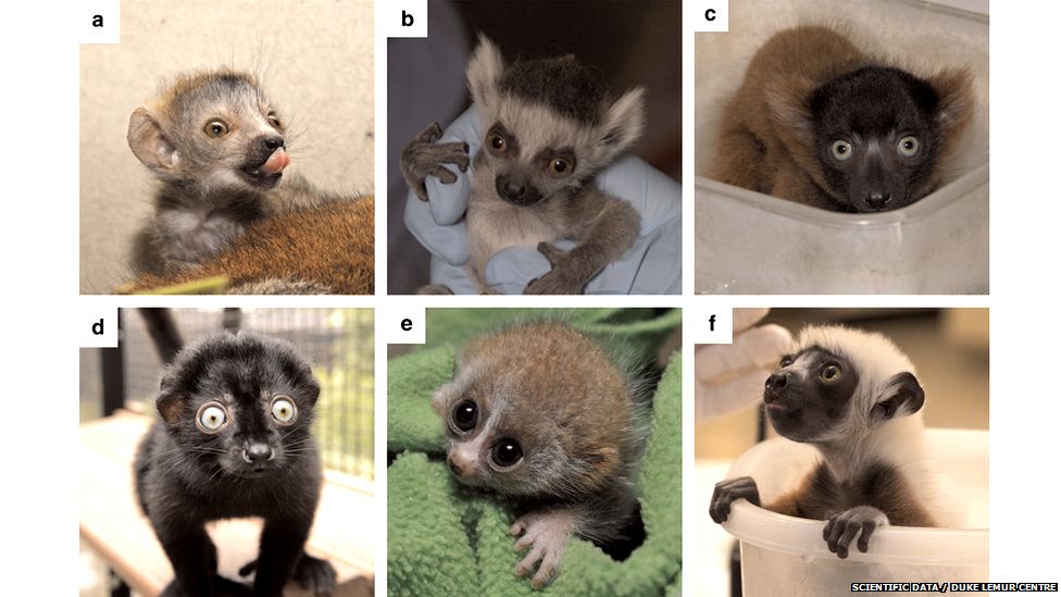 Baby lemurs