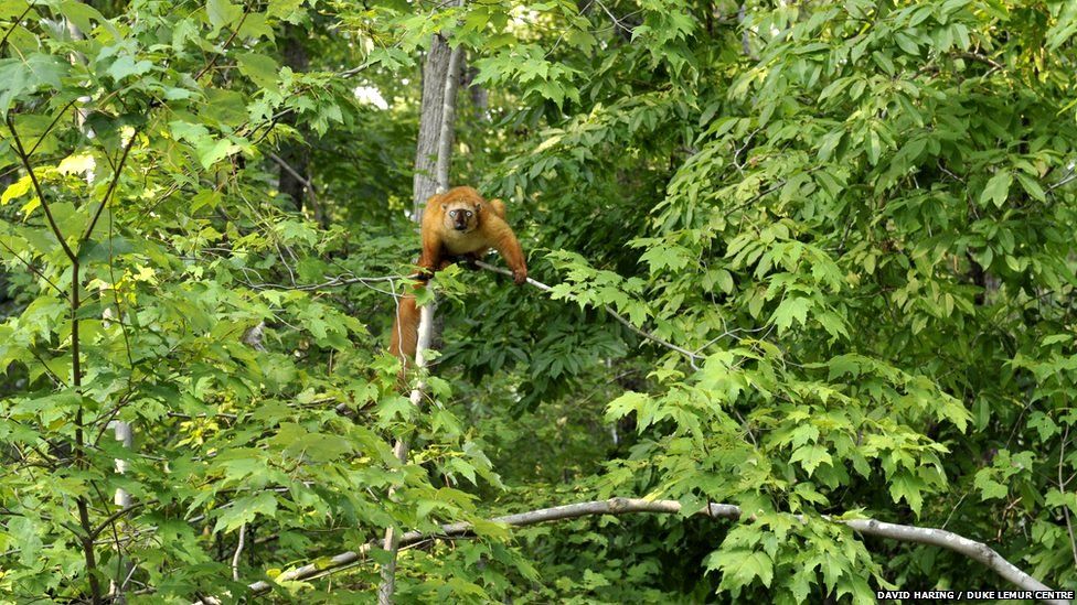 Female blue-eyed black lemur