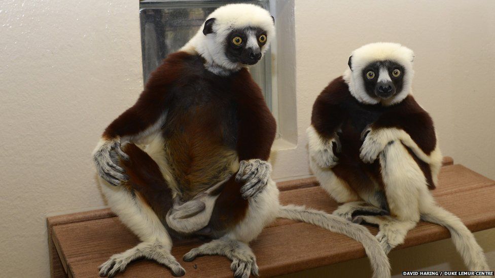 Coquerel's sifaka