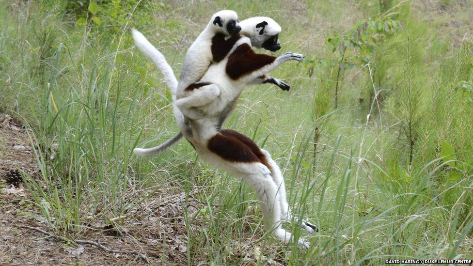 Coquerel's sifaka female and juvenile, leaping