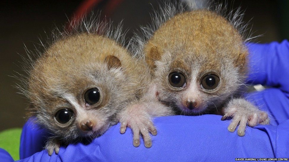 Pygmy slow loris infants
