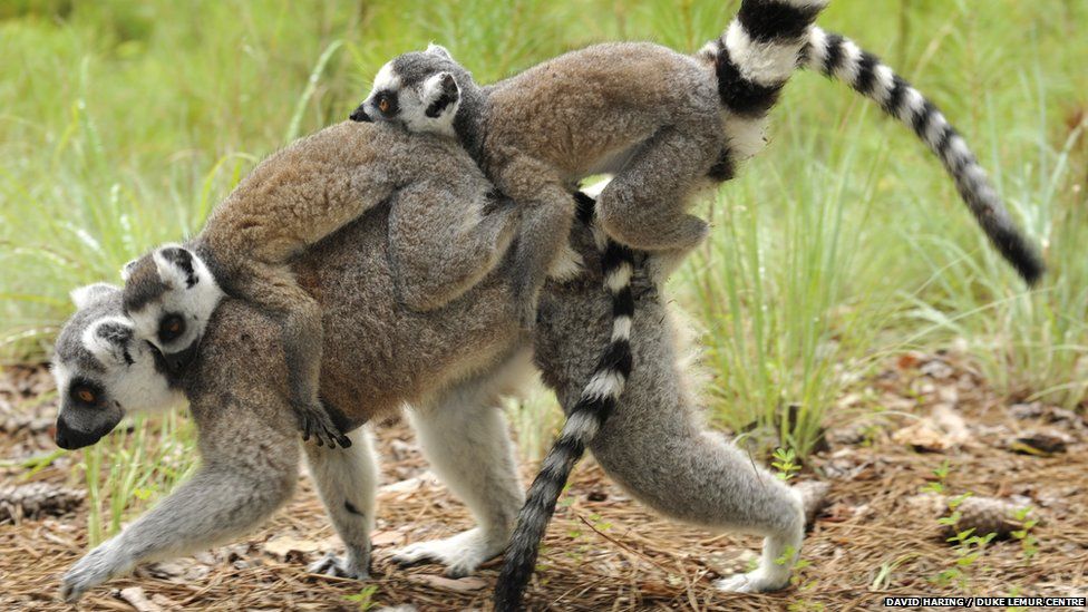 Ring-tailed lemur mother and twins