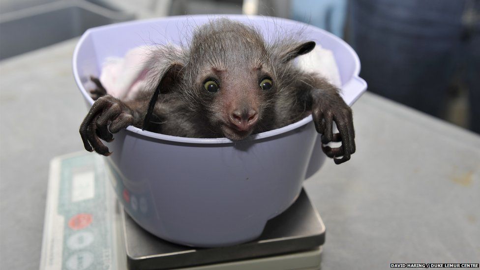 Baby lemur being weighed
