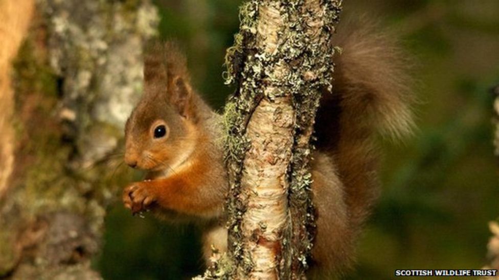 Sightings Of Native Red Squirrels Rise In Aberdeen - BBC News