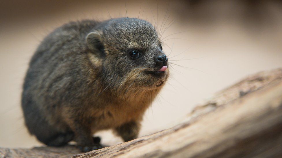 Rock Hyraxes 'Little brothers of the elephant' born BBC Newsround