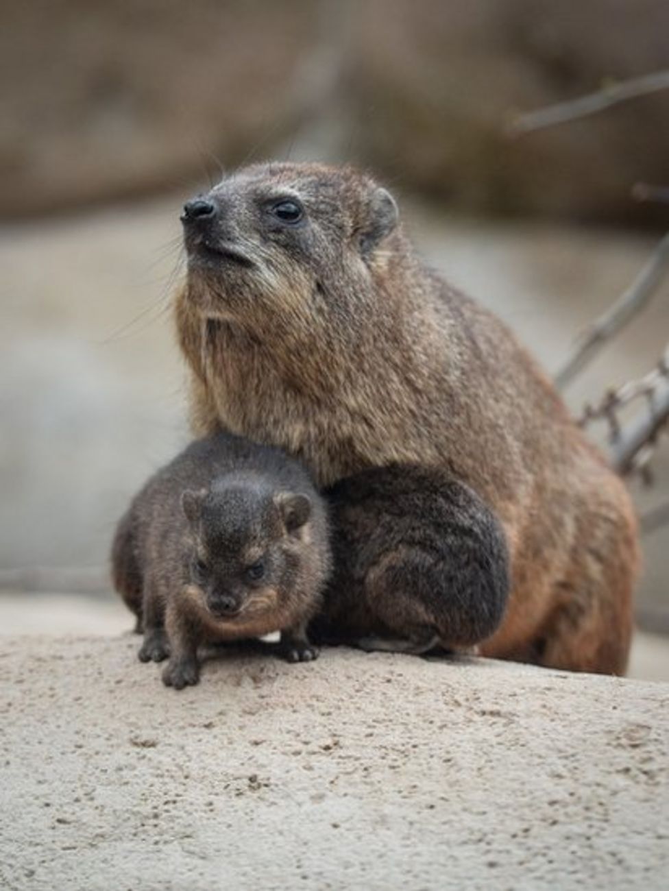 Rock Hyraxes: 'Little brothers of the elephant' born - BBC Newsround
