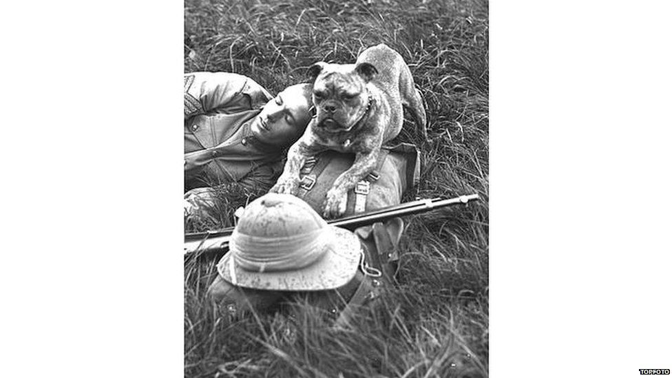 The role of animals during World War One - BBC Newsround The role of animals during World War One - BBC Newsround