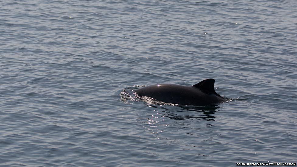 Whale watching: Marine mammals photographed off Scotland - BBC News