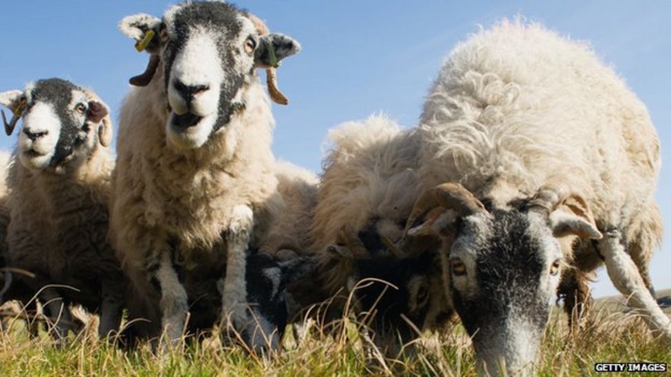 Sheep rustling and tool theft boost rural crime figures - BBC News