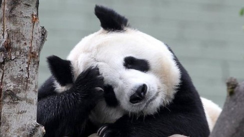 Giant panda breeding programme at Edinburgh Zoo suspended - BBC News