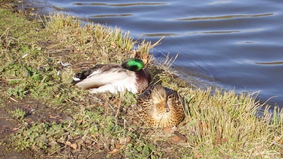 Feeding ducks bread Viral sign sparks anger and confusion BBC News