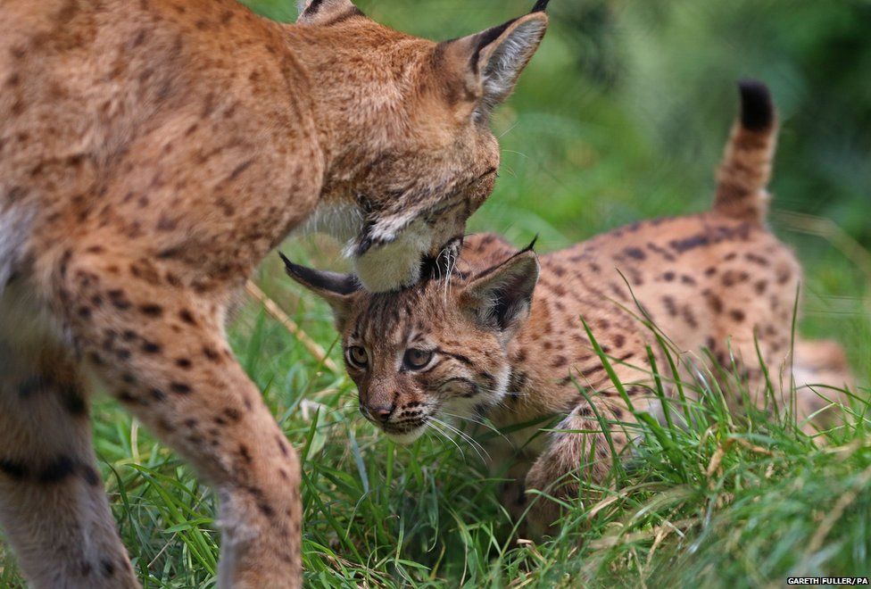 Day in pictures: 14 August 2014 - BBC News