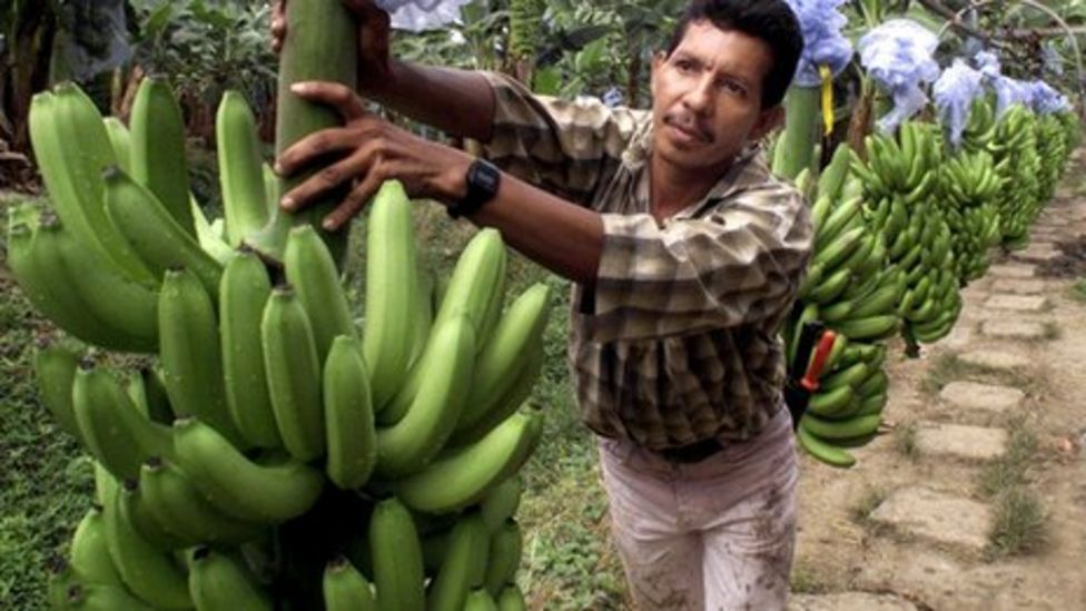 Banana firm Chiquita spurns $611m Brazil takeover bid - BBC News