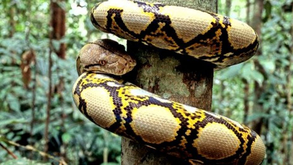 Snake walk: The physics of slithering - BBC News