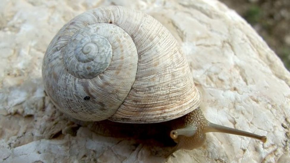 Hermaphrodite snail named after marriage equality BBC News