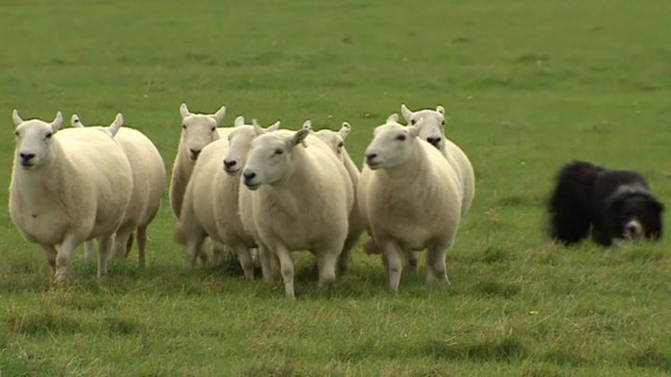 World's most expensive sheepdog sold for £19k BBC News