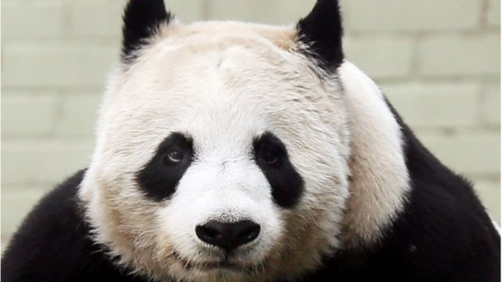 Giant panda breeding programme at Edinburgh Zoo suspended - BBC News