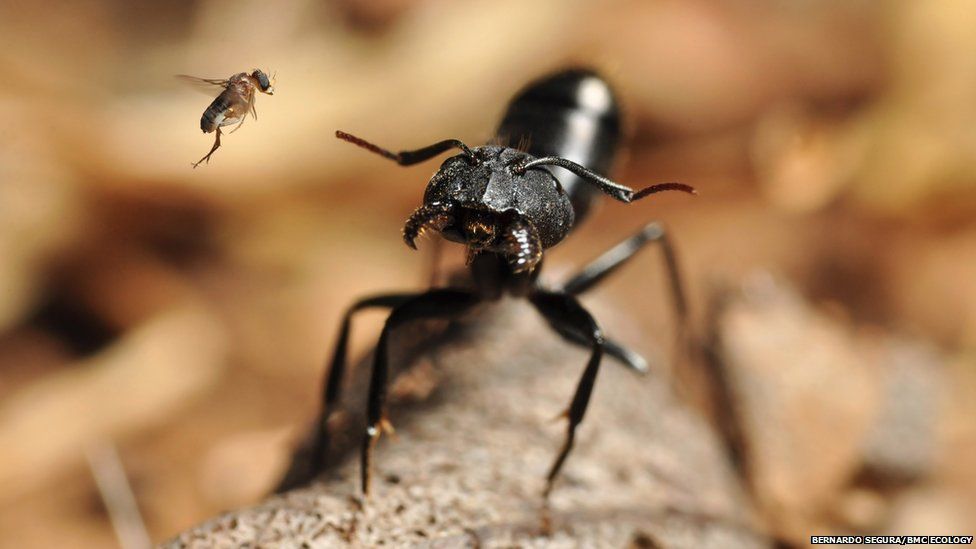 fly attacking ant