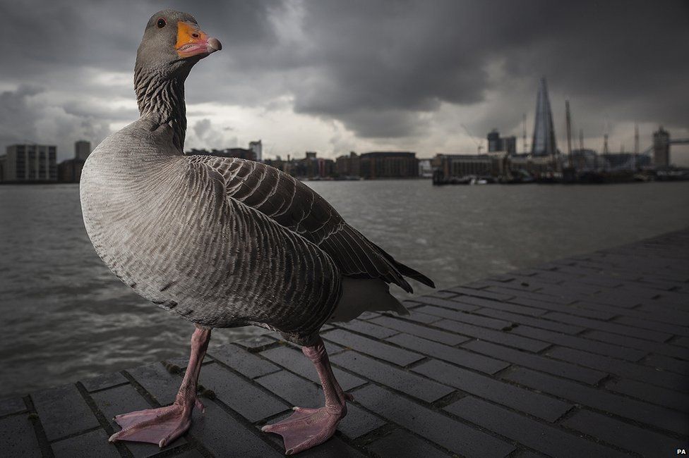 Greylag Goose taken by Lee Acaster in London