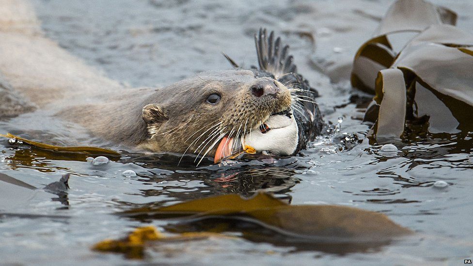 Otter And Puffin taken by Richard Shucksmith from Shetland