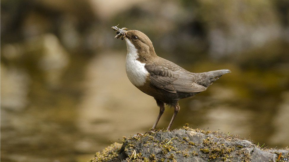 Dipper With Grubs by Wiliam Bowcutt