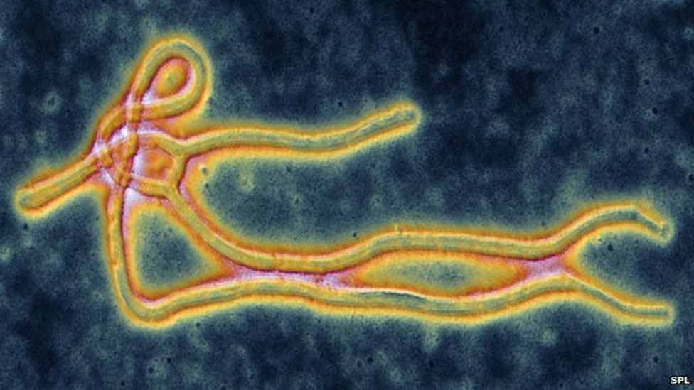Ebola vaccine human trial begins in the US BBC News