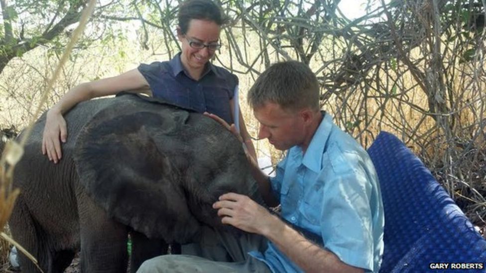 The elephant that flew - BBC News