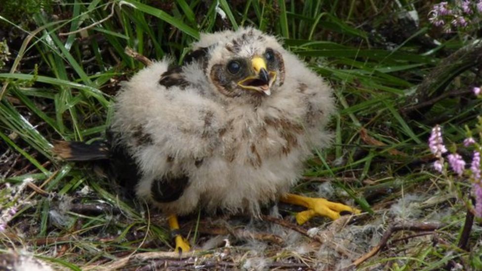 RSPB launches cross-border hen harrier protection project - BBC News