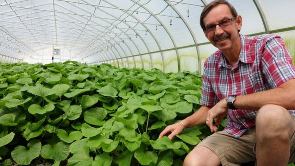 Wasabi Why invest in 'the hardest plant to grow'? BBC News