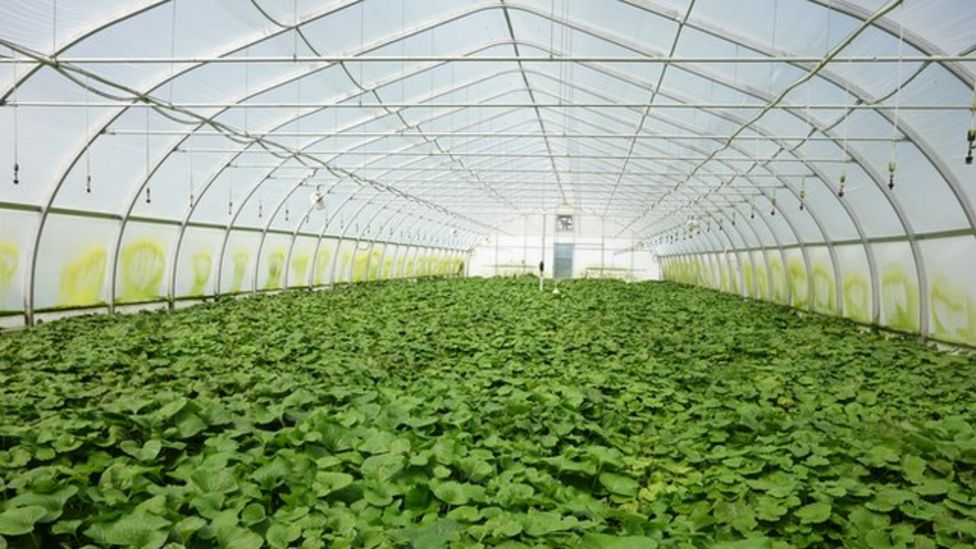 Wasabi Why invest in 'the hardest plant to grow'? BBC News