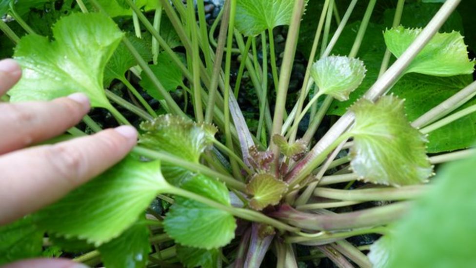 Wasabi Why invest in 'the hardest plant to grow'? BBC News