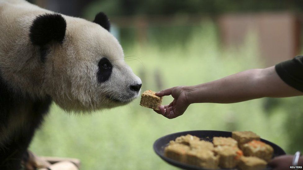 A breeder feeds a moon cake to a giant panda at a zoo in Kunming, Yunnan province, 4 September, 2014