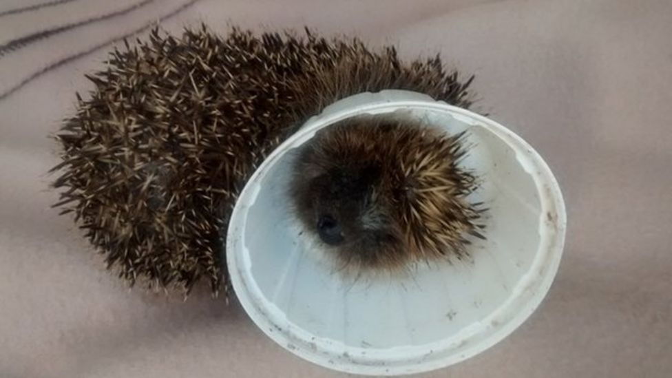 RSPCA litter warning as trapped hedgehog freed from lid BBC News