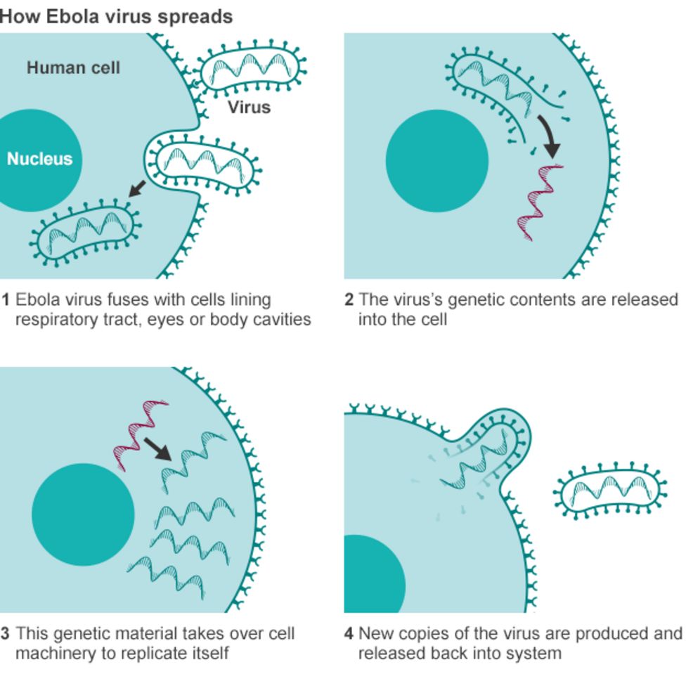 Ebola Is bushmeat behind the outbreak BBC News