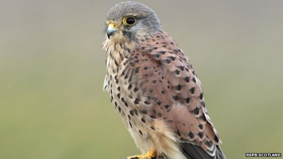 Kestrel numbers in 'steep decline' says RSPB Scotland - BBC News