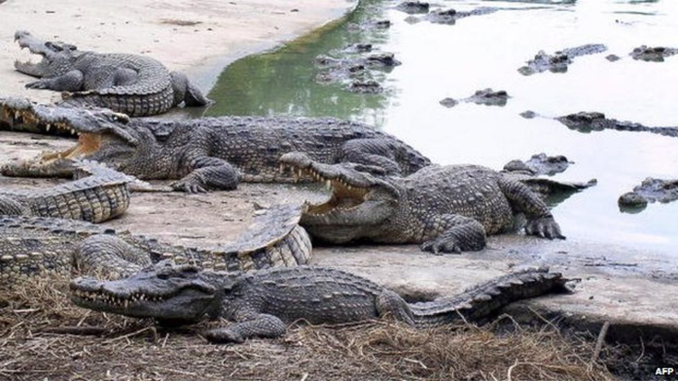 Thailand woman dead after jumping into crocodile pit BBC News
