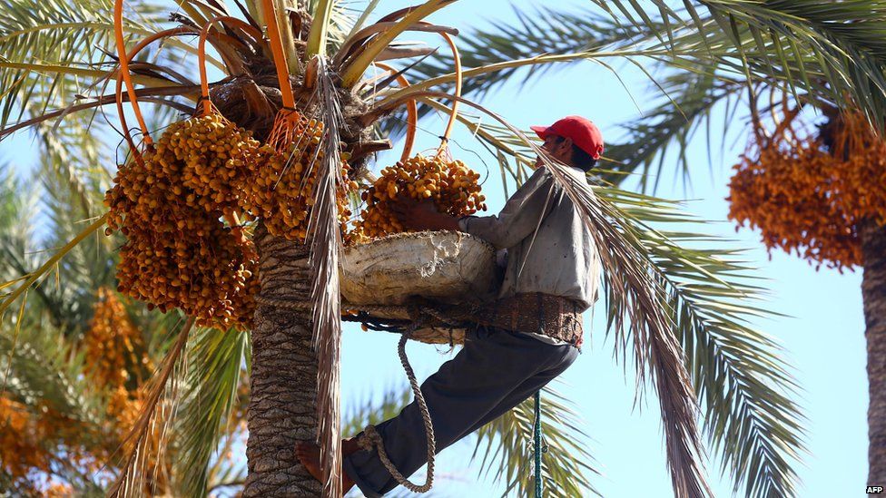 A man harvesting dates in Tripoli, Libya - Tuesday 16 September 2014