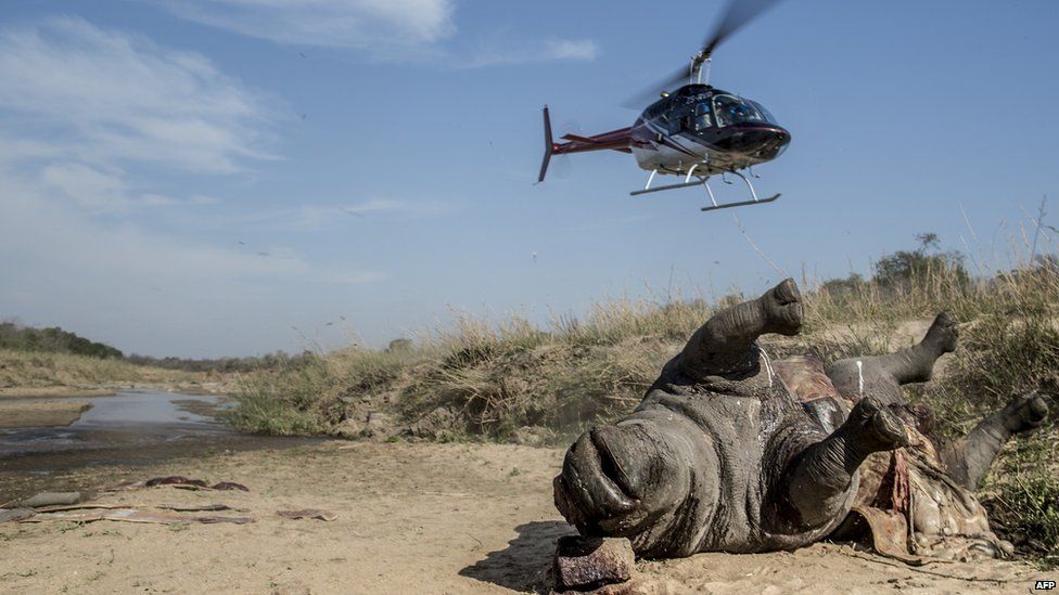 A helicopter taking off from the Kruger National Park where there is the mutilated carcass of a white rhino - South Africa, Friday 12 September 2014