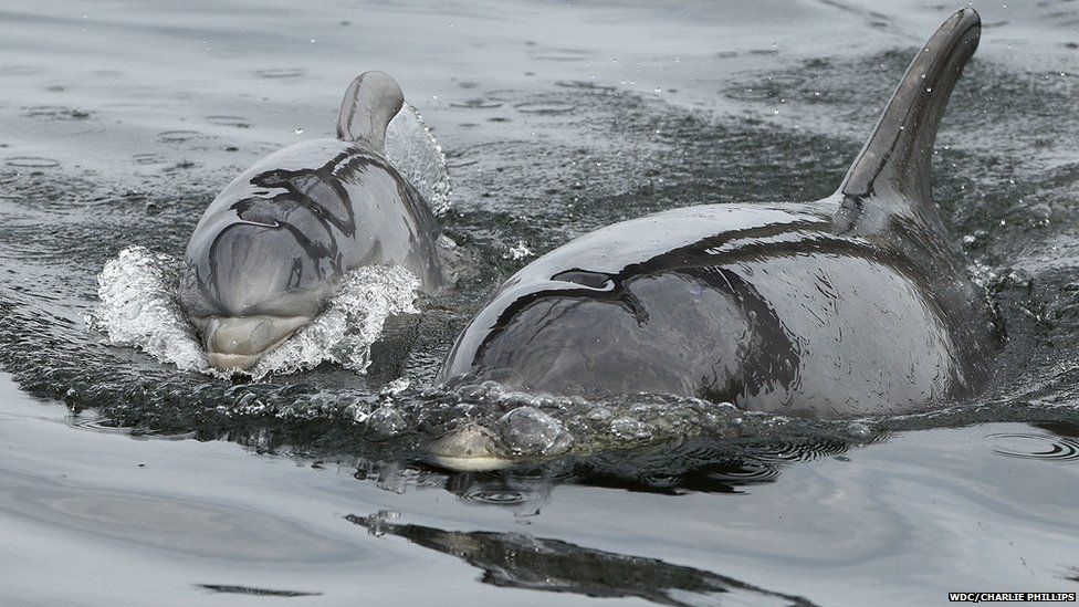 Baby Dolphin Prompts Inverness Boat Warning BBC News 77795662 Dolphinfour