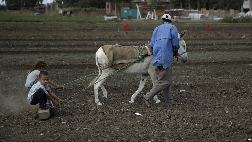 An Egyptian farmer uses a donkey to pull a heavy piece of wood weighed down by two of his children as he prepares his field for planting in Menoufia, north of Cairo, Egypt, (20 September 2014)