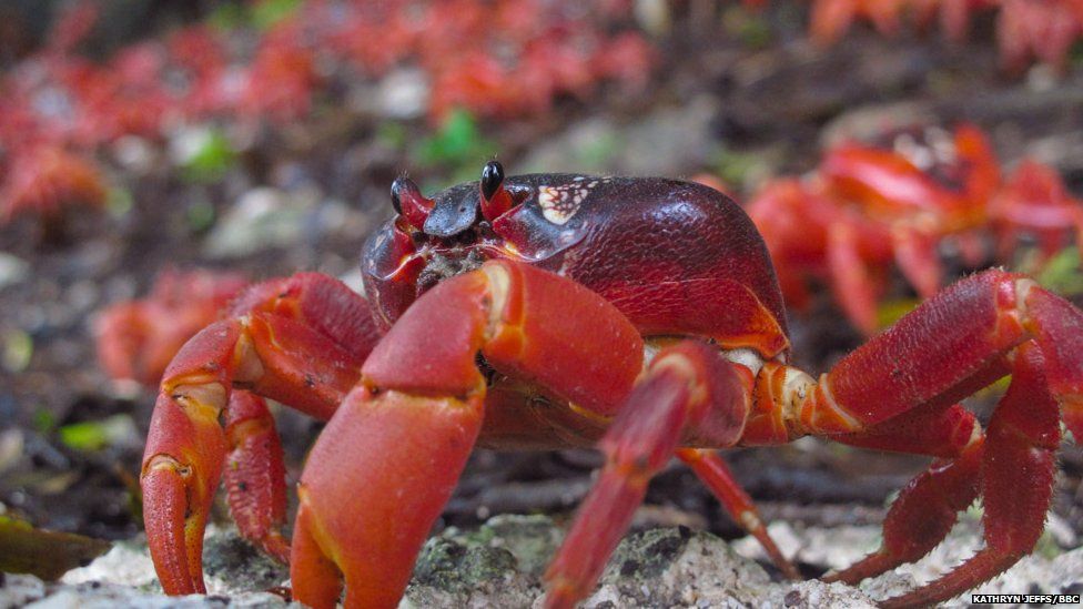 Christmas Island red crab