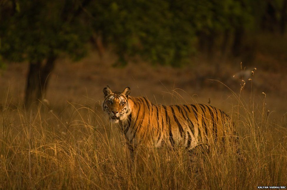 Tiger, Kanha National Park, India