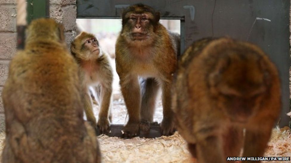 Troop of Gibraltar macaques arrives at Blair Drummond BBC News
