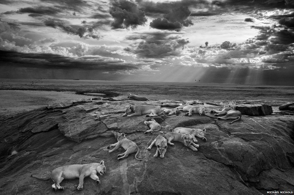 Lions in the Serengeti