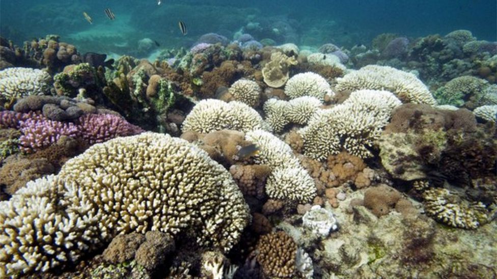 Science chief warns on acid oceans - BBC News