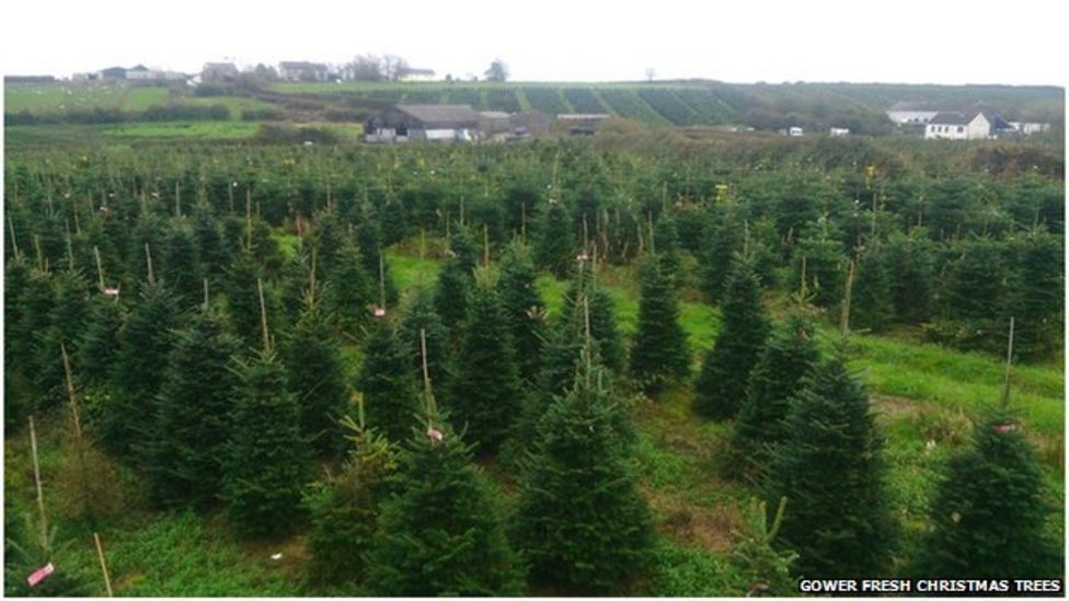 Welsh Christmas tree set for 10 Downing Street BBC News